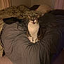 Fuzzy is registered to the contest to win money with this photo: cat, tabby, bed, blanket, pillow, indoor, pet, animal, fur, whiskers, mouth_open, carpet, curtain, sleeping_area, cozy, domestic, feline, resting, home, comfort