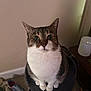 Fuzzy is registered to the contest to win money with this photo: cat, tabby, indoor, pet, animal, feline, white_chest, curious, sitting, platform, carpet, shoe, household, closeup, whiskers, ears, paws, looking_up, fur, domestic