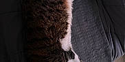 Fuzzy is registered to the contest to win money with this photo: cat, sleeping, blanket, towel, floral_pattern, indoor, pet, cozy, fur, relaxing, paw, striped, tabby, white_fur, carpet, resting, animal, domestic_cat, quiet, home