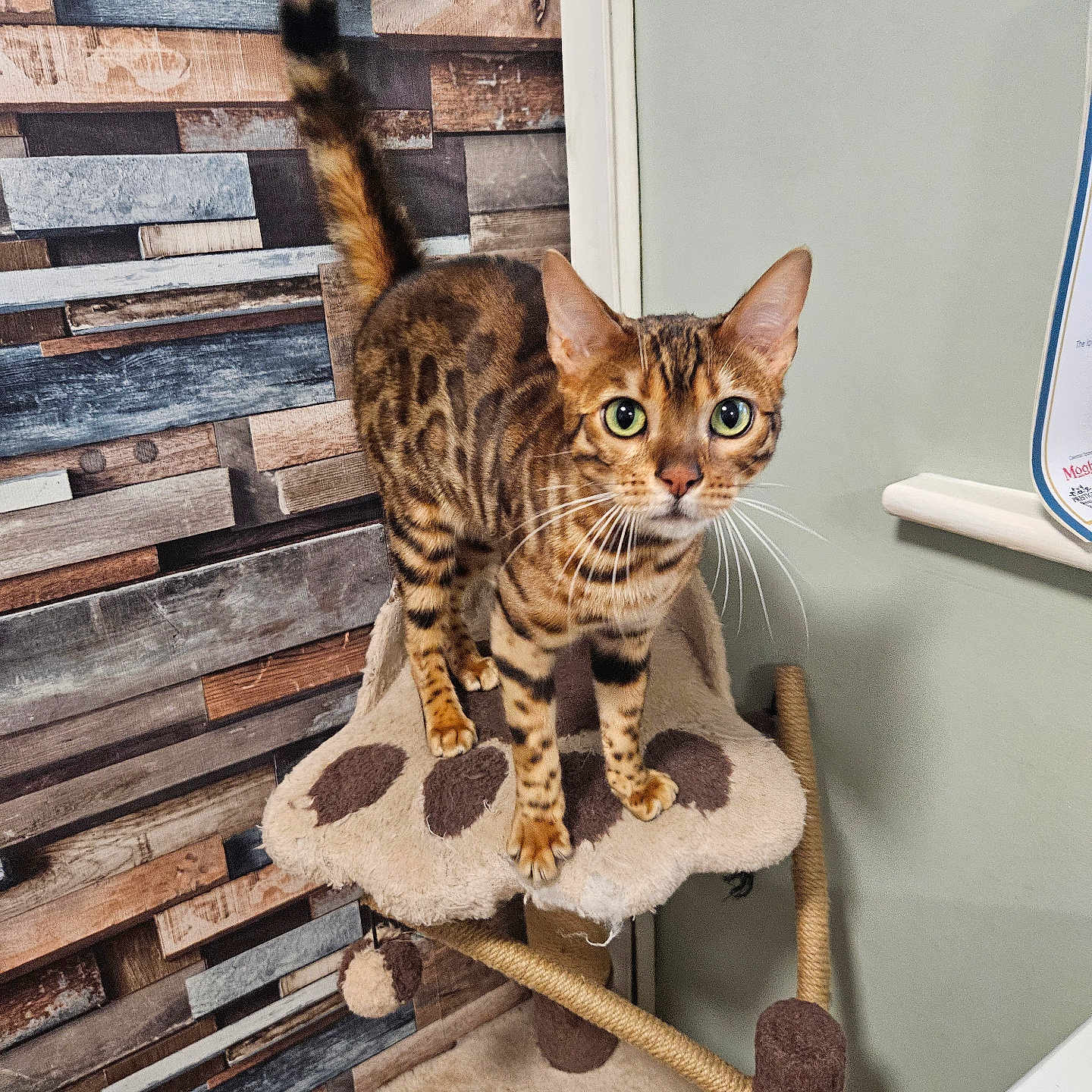 Simba is registered to the contest to win money with this photo: abyssinian, animal, architecture, building, cat, chair, cushion, egyptiancat, furniture, hardwood, homedecor, indoors, interiordesign, kitten, manx, ocelot, pet, plywood, wall, wood