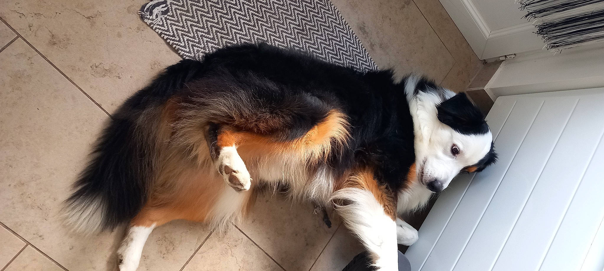 Roby a rejoint le concours — aidez-le/la à gagner de superbes lots ! border_collie, canidae, carnivore, claw, collie, companion_dog, dog, dog_breed, fur, herding_dog, rough_collie, scotch_collie, shetland_sheepdog, snout, sporting_group, tail, terrestrial_animal, whiskers, working_animal, working_dog