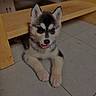 Oslo participe au concours pour gagner de l'argent avec cette photo : adorable, animal, cute, dog, ears, floor, fur, household, husky, indoor, paw, pet, playful, puppy, resting, small, tile, tongue_out, wooden_chair, young
