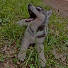 animal, canine, cute, daylight, dog, fur, grass, greenery, ground, husky, leaf, lying_down, nature, outdoor, pet, playful, puppy, road, yawning, young