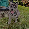 Oslo participe au concours pour gagner de l'argent avec cette photo : animal, backyard, canine, collar, cute, dog, fur, garden, grass, greenery, happy, husky, nature, outdoor, pet, playful, puppy, tongue_out, walking, young_dog