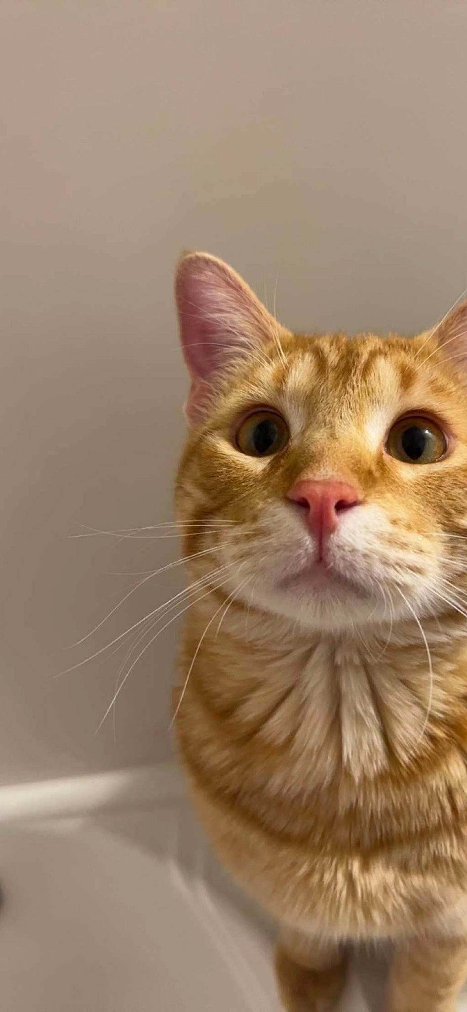 Chicken is registered to the contest to win money with this photo: carnivore, cat, domestic_short_haired_cat, ear, fawn, felidae, fur, peach, small_to_medium_sized_cats, snout, whiskers