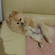 Mia participe au concours pour gagner de l'argent avec cette photo : dog, fluffy, couch, beige, pink_blanket, pet, indoor, relaxed, cute, small_dog, fur, animal, canine, resting, head_tilt, living_room, soft, domestic, companion, paw