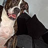 Aurora joined the competition — help win amazing prizes! dog, brindle, white, pet, canine, sitting, couch, indoor, house, fur, ears, eyes, tongue, paw, nose, happy, animal, companion, domestic, relaxed