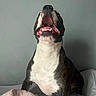 Aurora joined the competition — help win amazing prizes! dog, pet, canine, mouth_open, teeth, tongue, bed, blanket, pink_towel, sitting, indoor, fur, white_chest, black_and_brown, happy, playful, animal, domestic, close_up, portrait