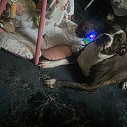 Aurora joined the competition — help win amazing prizes! baby, dog, play_mat, toy, indoor, carpet, brindle_dog, infant, child, floor, cushion, soft_toys, blanket, pet, animal, home, resting, cute, interaction, family