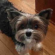 Milo is registered to the contest to win money with this photo: dog, small_dog, curious, fluffy, indoor, wooden_floor, pet, animal, cute, fur, ears, black_and_white, brown, companion, canine, looking_up, adorable, domestic, friendly, paw