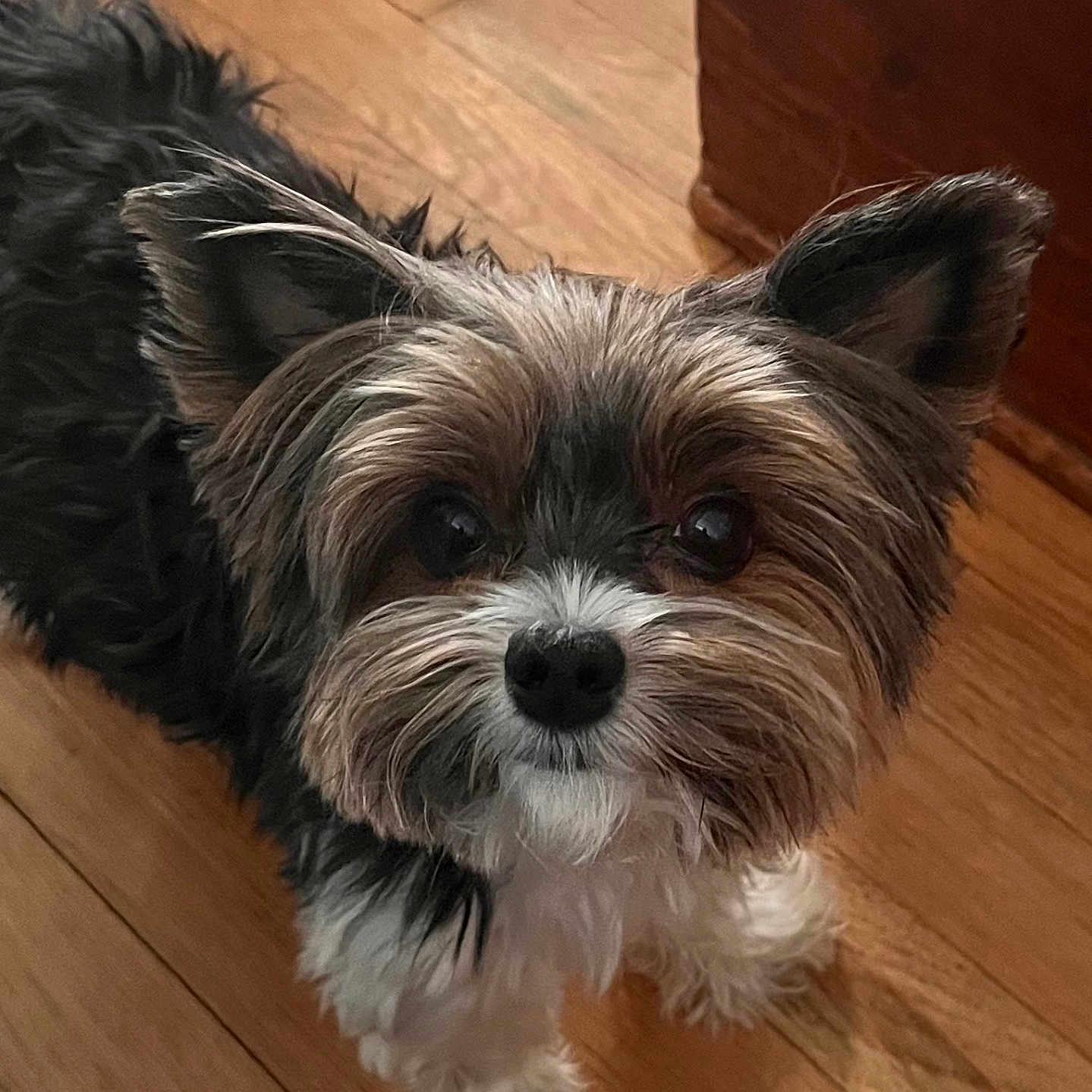 Milo