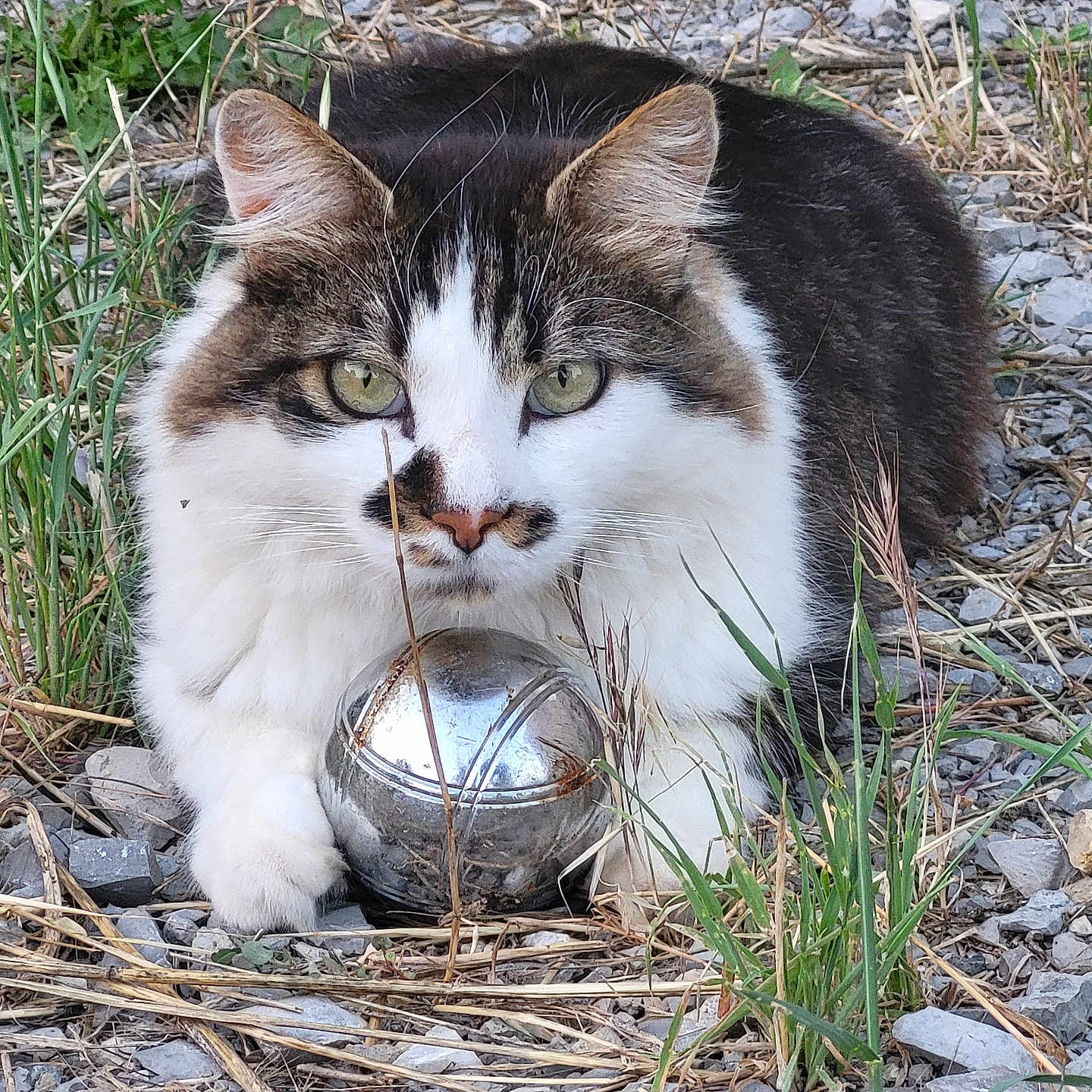 Shadow a rejoint le concours — aidez-le/la à gagner de superbes lots ! abyssinian, alloywheel, animal, ball, car, carwheel, cat, football, grass, gravel, kitten, manx, pet, plant, road, soccer, soccerball, soil, sphere, sport