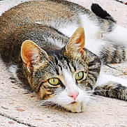 Titognon a rejoint le concours — aidez-le/la à gagner de superbes lots ! animal, cat, close_up, daylight, ears, fur, green_eyes, lying_down, mammal, natural_light, outdoor, pet, pink_nose, quiet, relaxed, resting, stone_surface, tabby, texture, whiskers