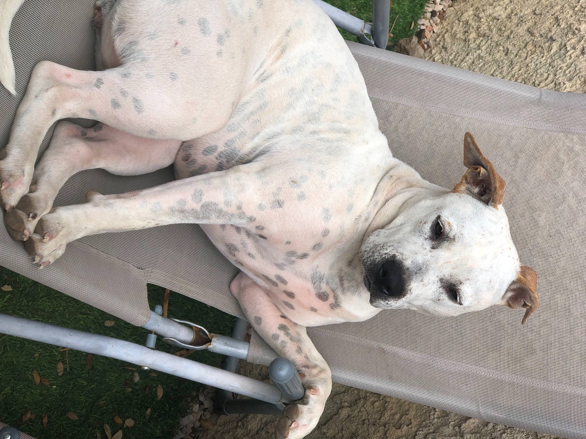 Penny participe au concours pour gagner de l'argent avec cette photo : bored, canidae, carnivore, collar, companion_dog, dog, dog_breed, dog_collar, fawn, non_sporting_group, pet_supply, snout, sporting_group, tail, terrestrial_animal, working_animal