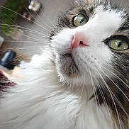 Cooki a rejoint le concours — aidez-le/la à gagner de superbes lots ! cat, close_up, fluffy, green_eyes, pink_nose, whiskers, fur, pet, indoor, curious, animal, mammal, portrait, feline, soft, domestic, face, cute, whisker, alert