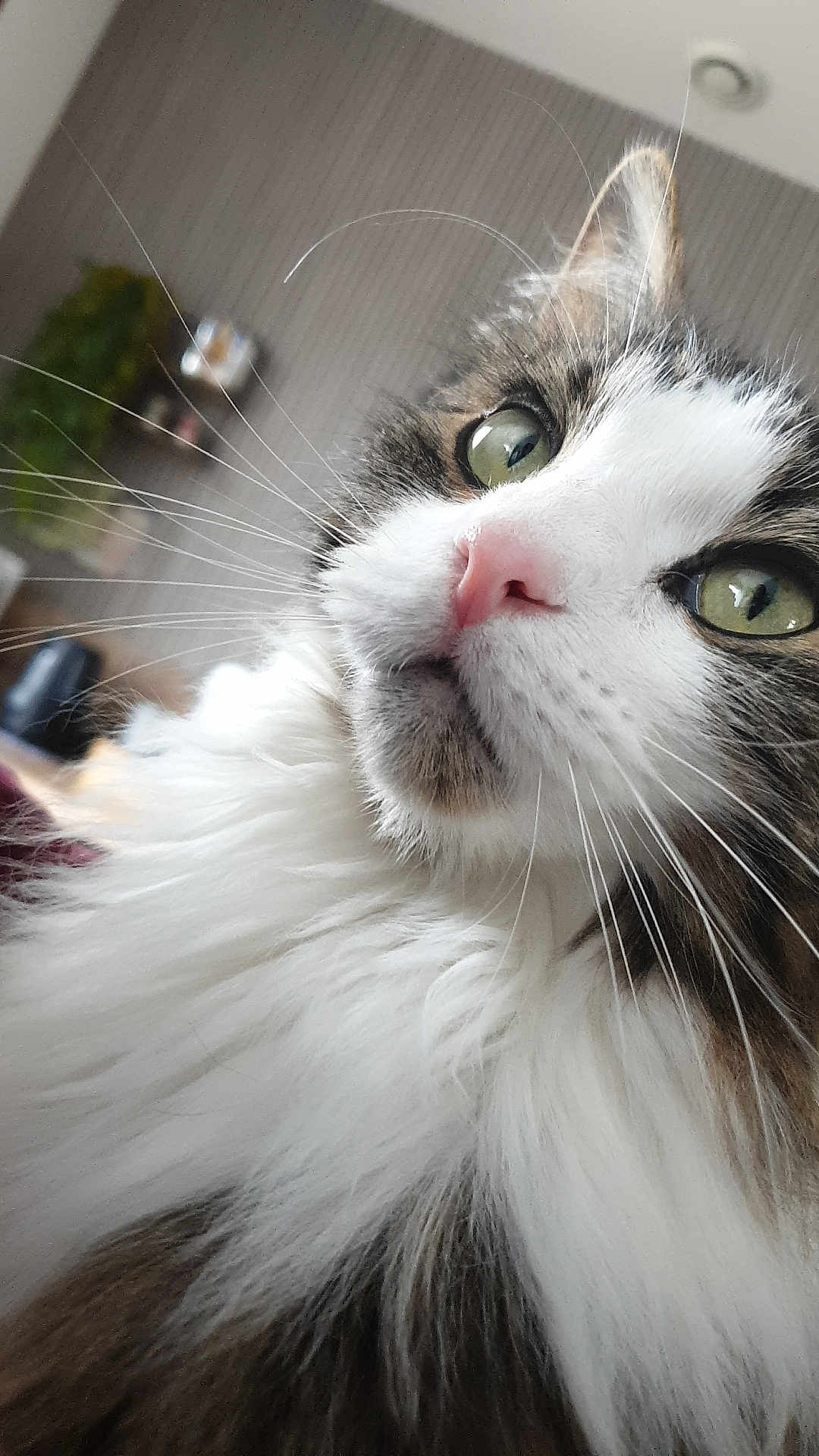 Cooki a rejoint le concours — aidez-le/la à gagner de superbes lots ! cat, close_up, fluffy, green_eyes, pink_nose, whiskers, fur, pet, indoor, curious, animal, mammal, portrait, feline, soft, domestic, face, cute, whisker, alert