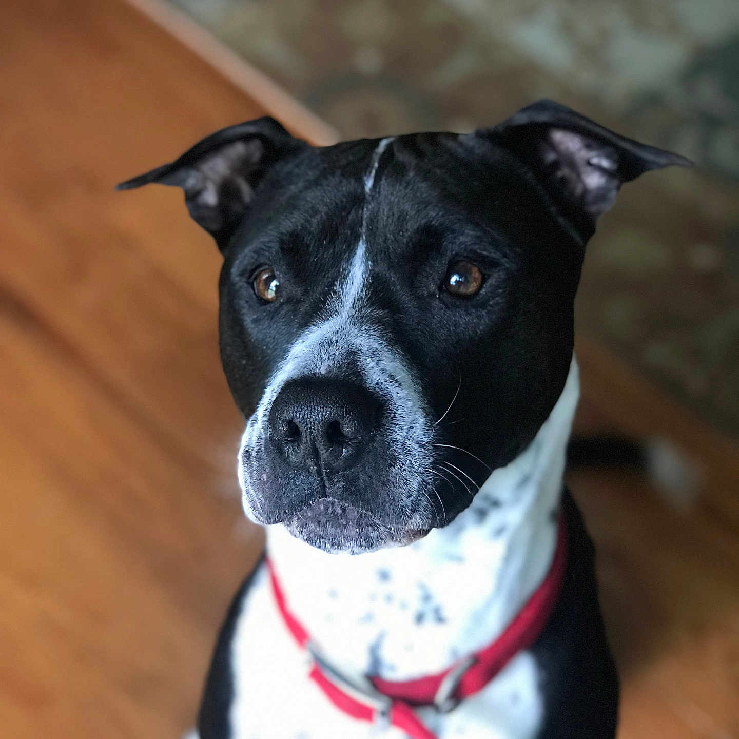 Chip is registered to the contest to win money with this photo: accessories, animal, bostonbull, boxer, bulldog, canine, collar, dog, frenchbulldog, hound, indoors, labradorretriever, leash, pet, pitbull, pointer, puppy, snout, strap, wood