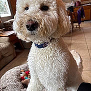 Charleigh is registered to the contest to win money with this photo: close_up, collar, curly_fur, dog, dog_bed, doodle, eyes, furniture, indoor, kitchen, living_room, nose, pet, plush_toy, poodle, portrait, tile_floor, toy, white_fur, window