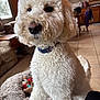close_up, collar, curly_fur, dog, dog_bed, doodle, eyes, furniture, indoor, kitchen, living_room, nose, pet, plush_toy, poodle, portrait, tile_floor, toy, white_fur, window