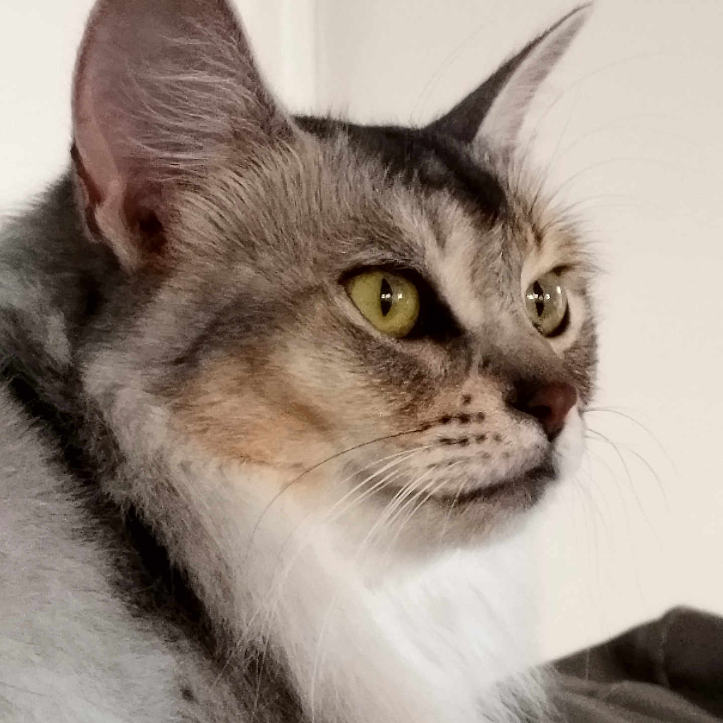 Doris is registered to the contest to win money with this photo: animal, calm, cat, close_up, domestic_cat, ears, face, feline, focused, fur, green_eyes, indoor, looking_away, majestic, mammal, pet, portrait, profile, soft_light, whiskers