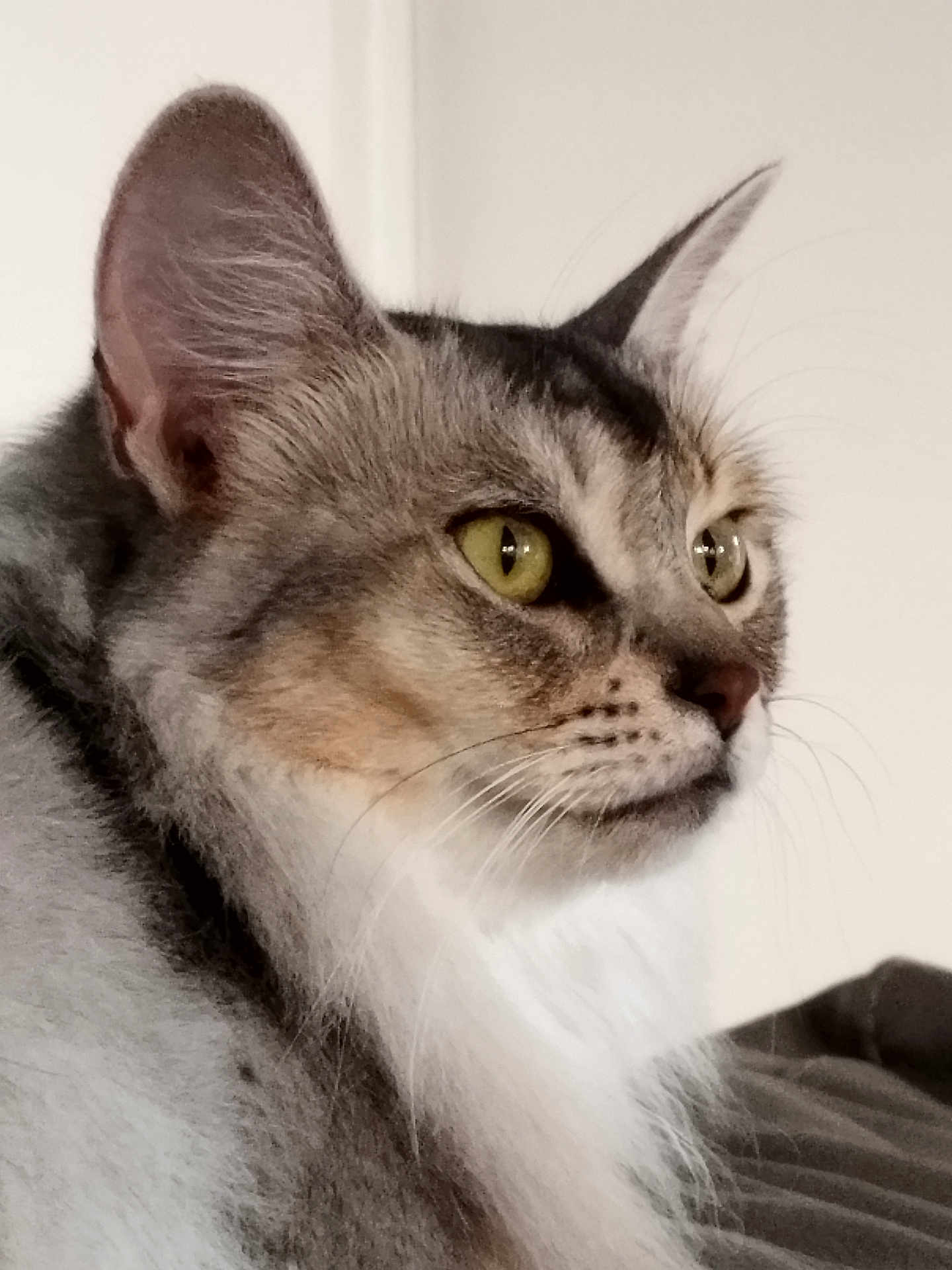 Doris is registered to the contest to win money with this photo: animal, calm, cat, close_up, domestic_cat, ears, face, feline, focused, fur, green_eyes, indoor, looking_away, majestic, mammal, pet, portrait, profile, soft_light, whiskers