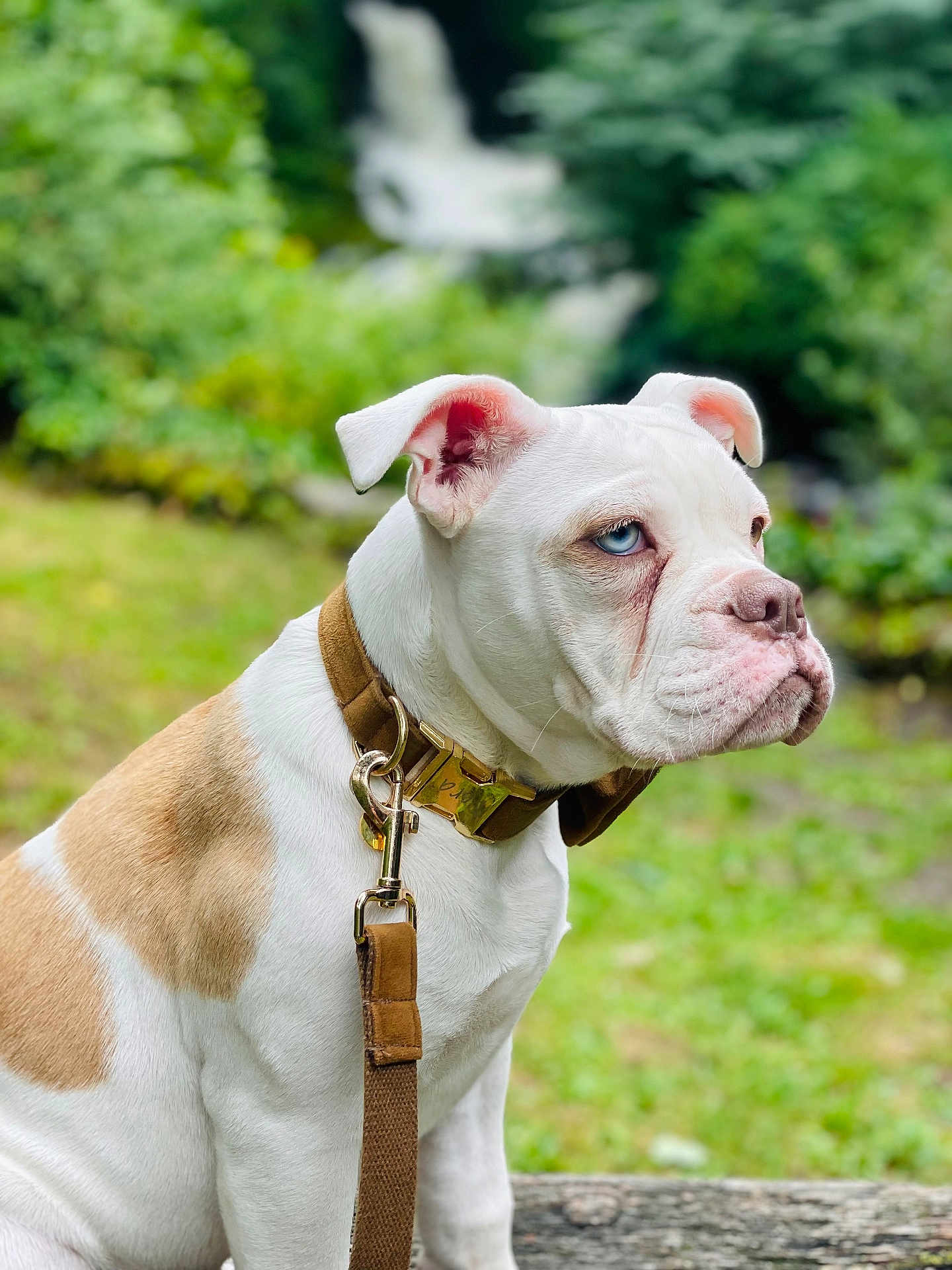Dora joined the competition — help win amazing prizes! dog, white_dog, tan_spots, blue_eyes, collar, leash, outdoor, garden, greenery, grass, log, pet, animal, canine, sitting, side_profile, nature, fur, ears, cute
