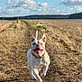 Dora is registered to the contest to win money with this photo: dog, white_dog, running, outdoor, field, dirt_path, grass, nature, clouds, blue_sky, sunlight, happy, pet, canine, collar, summer, daytime, animal, motion, landscape