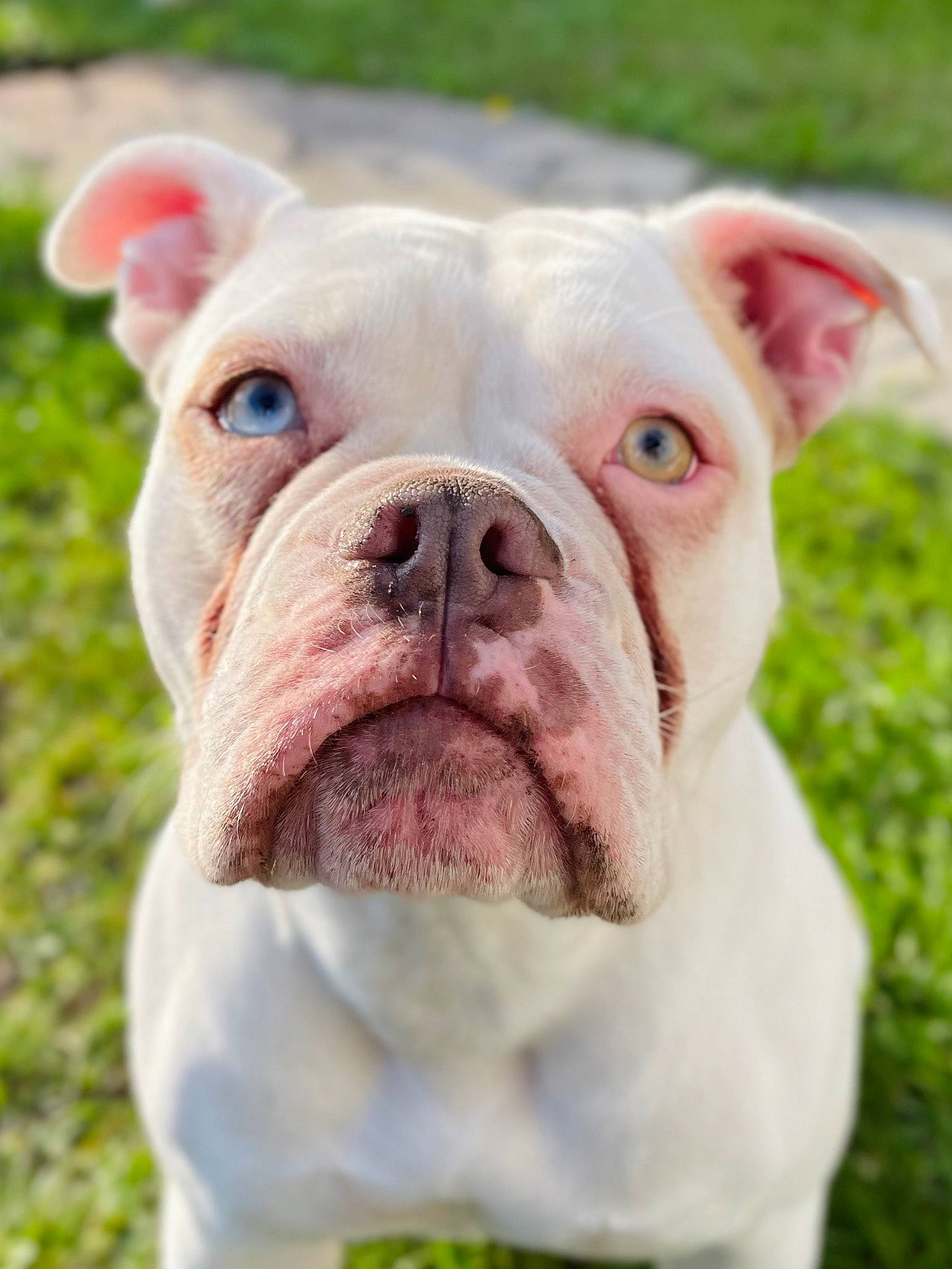 Dora The Doggy Explorer