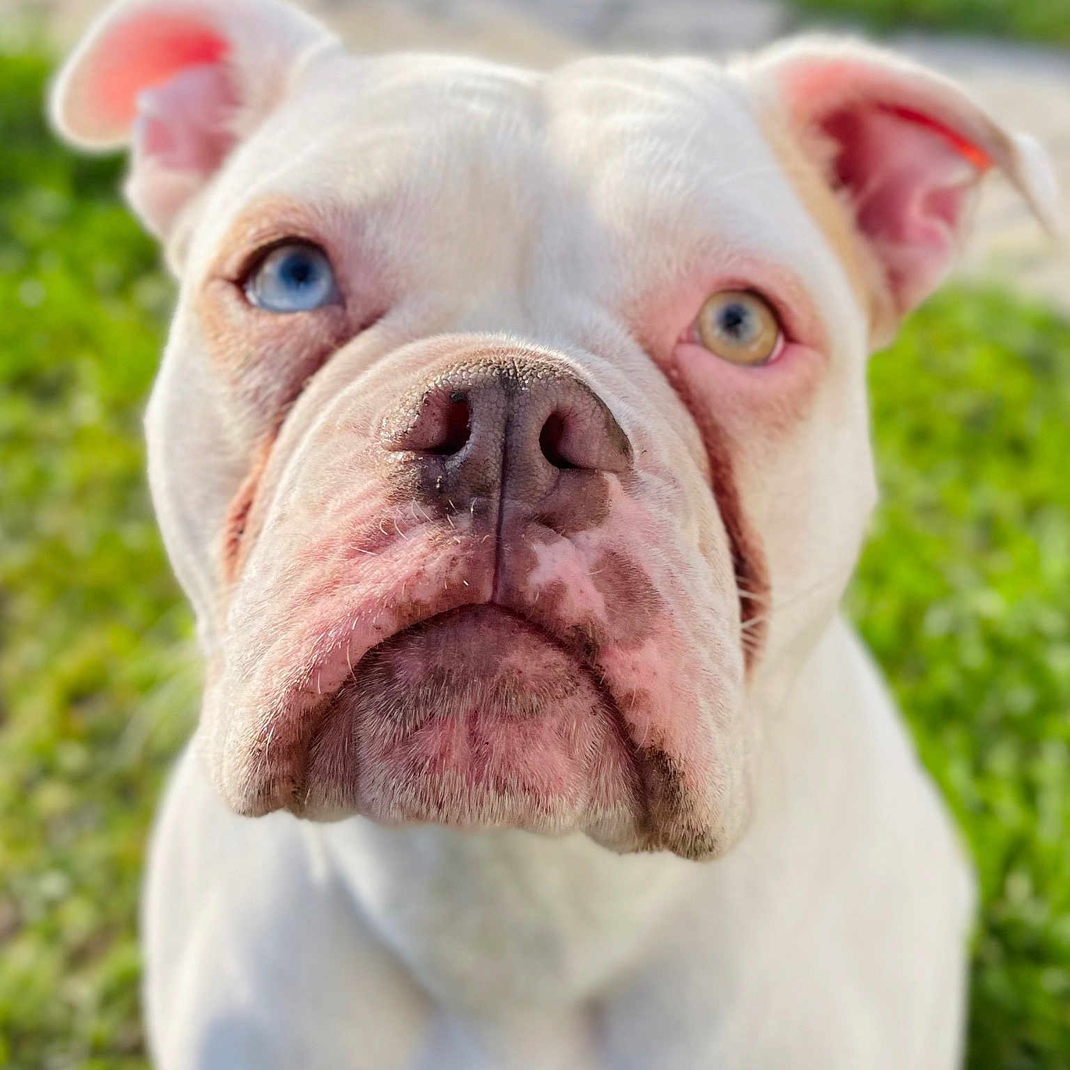 Dora The Doggy Explorer