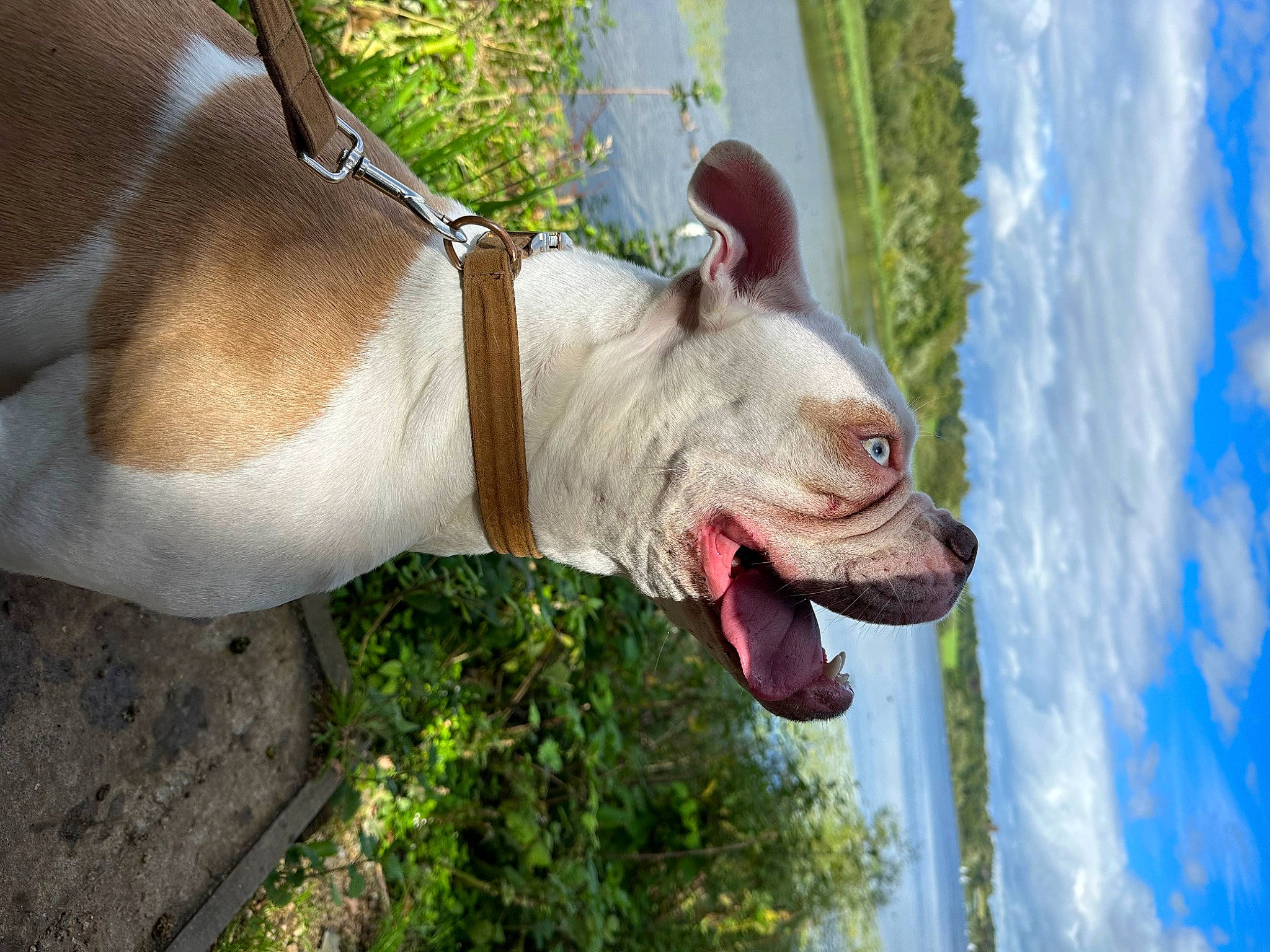 Dora The Doggy Explorer is registered to the contest to win money with this photo: art, carmine, carnivore, cloud, companion_dog, dog, dog_breed, dog_collar, fawn, grass, happy, jaw, recreation, sculpture, sky, snout, sporting_group, tail, terrestrial_animal, working_animal