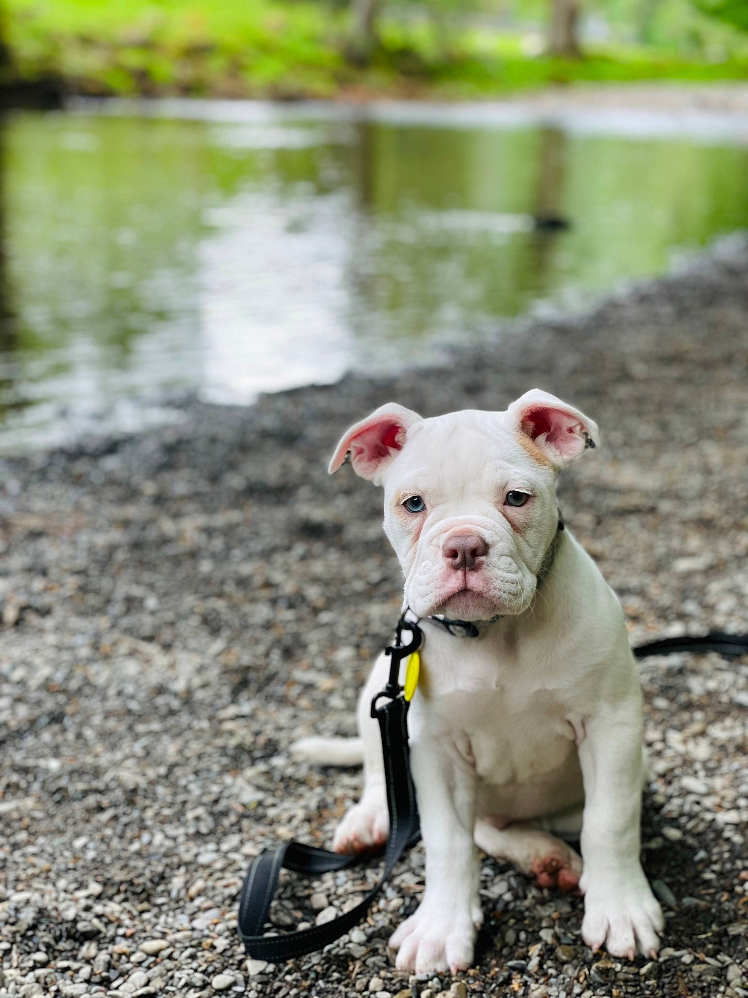 Dora The Doggy Explorer is registered to the contest to win money with this photo: canidae, carnivore, collar, companion_dog, dog, dog_breed, dog_collar, fashion_accessory, fawn, grass, lake, leash, livestock, snout, sporting_group, tail, terrestrial_animal, toy, water, working_animal