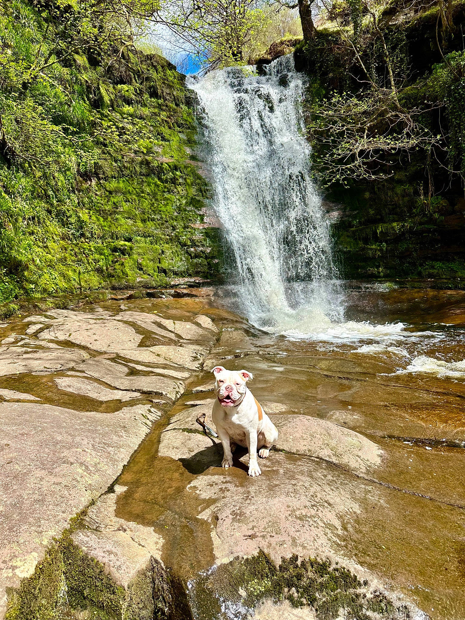 Dora The Doggy Explorer is registered to the contest to win money with this photo: bank, carnivore, chute, dog, fluvial_landforms_of_streams, forest, grass, landscape, leisure, natural_landscape, plant, sky, spring, tree, water, water_feature, water_resources, watercourse, waterfall, working_animal