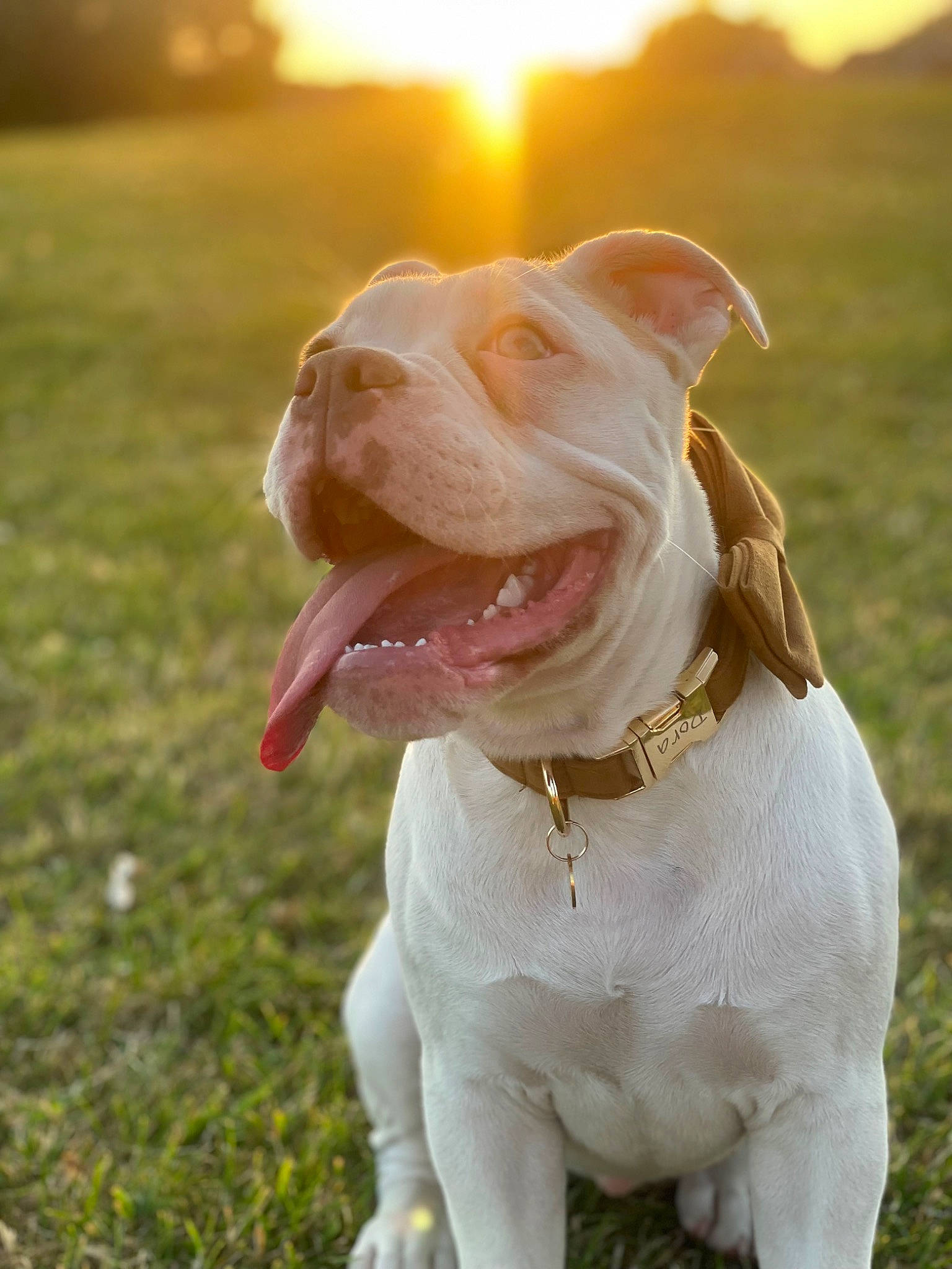 Dora The Doggy Explorer joined the competition — help win amazing prizes! canidae, carnivore, collar, companion_dog, dog, dog_breed, dog_collar, fawn, grass, grassland, happy, leash, liver, pet_supply, sky, snout, sporting_group, tail, whiskers, working_animal