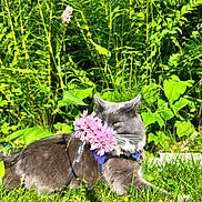Buddy joined the competition — help win amazing prizes! animal, cat, face, field, flower, garden, grass, grassland, green, herbal, herbs, leaf, nature, outdoors, pet, petal, plant, purple, tree, vegetation