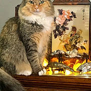Shylynne is registered to the contest to win money with this photo: cat, fluffy, tabby, indoor, wooden_surface, decor, artwork, flower_painting, ornament, lighting, glowing, green_eyes, sitting, feline, pet, furry, portrait, home_interior, closeup, still_life