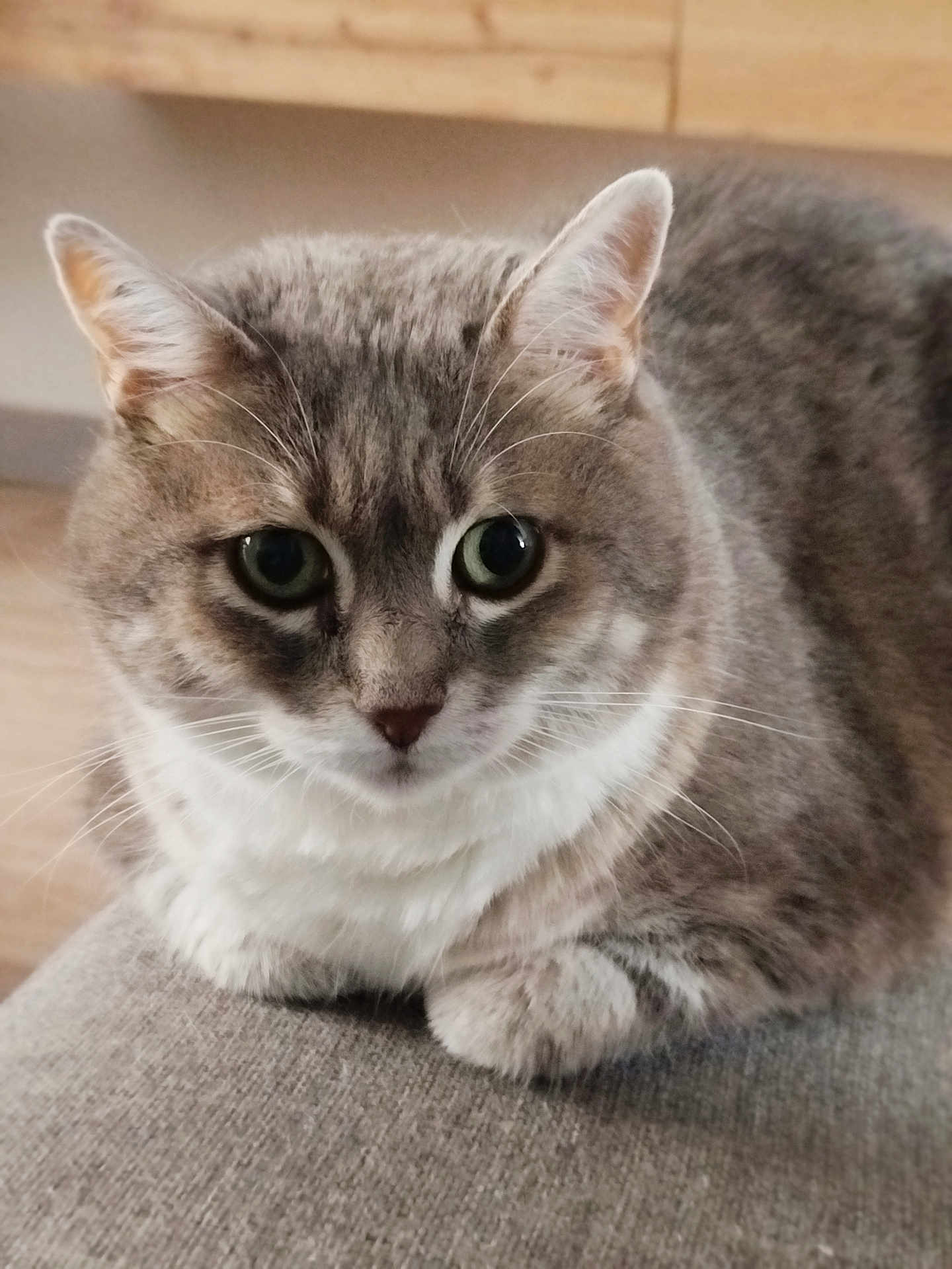 Melba