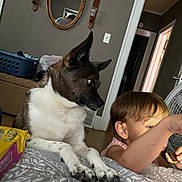 Scooby is registered to the contest to win money with this photo: box, canidae, carnivore, cat, comfort, companion_dog, dog_breed, domestic_short_haired_cat, felidae, fur, lap, linens, picture_frame, room, sitting, small_to_medium_sized_cats, snout, tail, toddler, whiskers