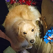 Storm is registered to the contest to win money with this photo: dog, golden_dog, pet, indoor, wooden_floor, toy, chew_toy, fleece_toy, plaid_fabric, curious, lying_down, cozy, animal, companion, fur, brown, white, household, floor, relaxed