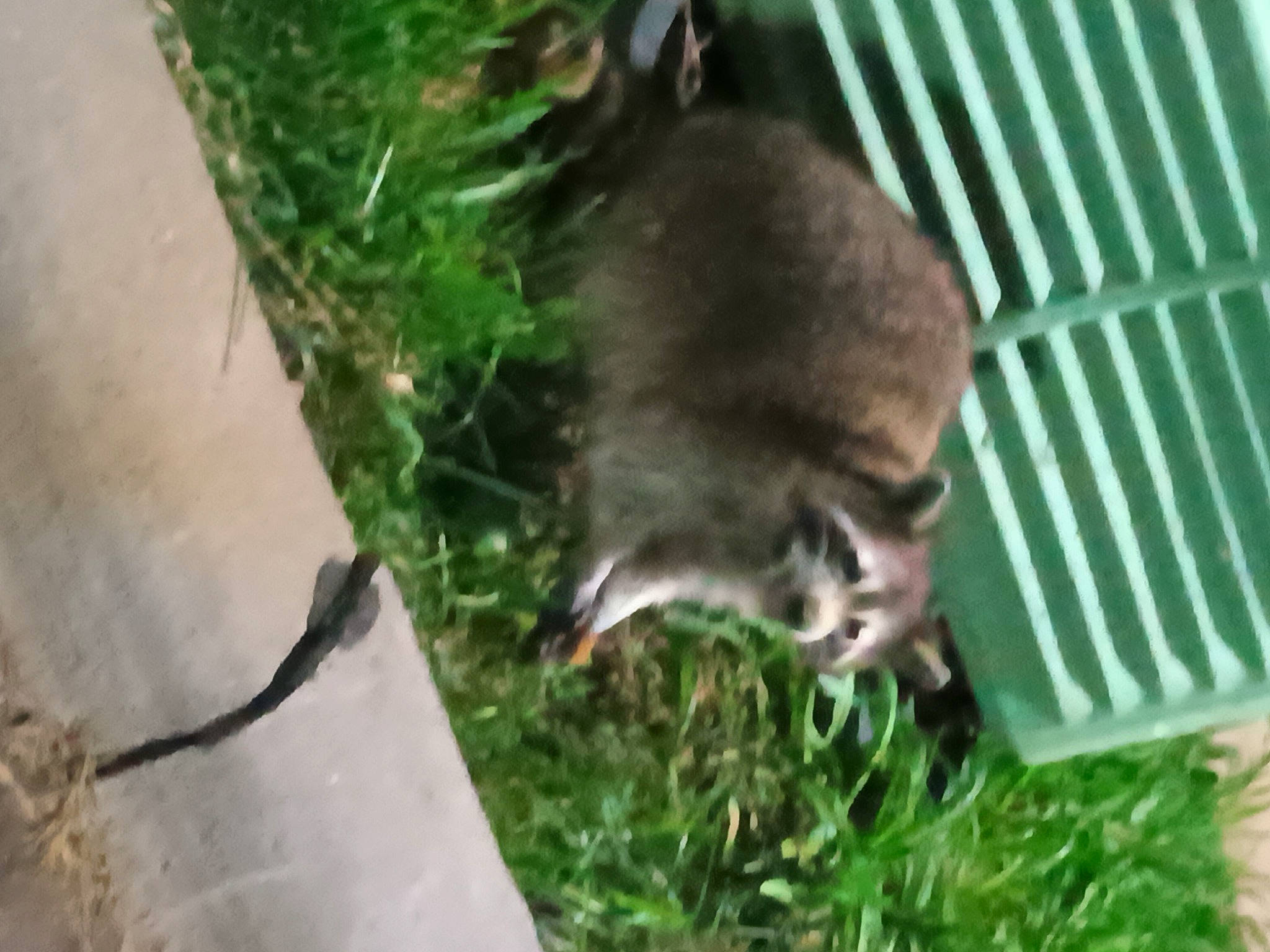 Storm joined the competition — help win amazing prizes! canidae, carnivore, cat, domestic_short_haired_cat, fawn, felidae, fur, grass, groundcover, herb, plant, small_to_medium_sized_cats, tail, terrestrial_animal, whiskers, wildlife