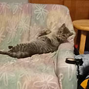 Babygirl is registered to the contest to win money with this photo: animal, blurred, cat, couch, cozy, domestic, fabric, feline, floral_pattern, furniture, household, indoor, living_room, pet, relaxed, resting, seat, tabby_cat, table, wooden_cabinet