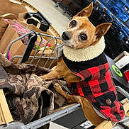 Lucy joined the competition — help win amazing prizes! dog, shopping_cart, jacket, red_and_black, checkered, camouflage, grocery_bags, store, indoor, pet, small_dog, brown_dog, fur, ears, looking_up, clothing, handle, floor, window, reflection