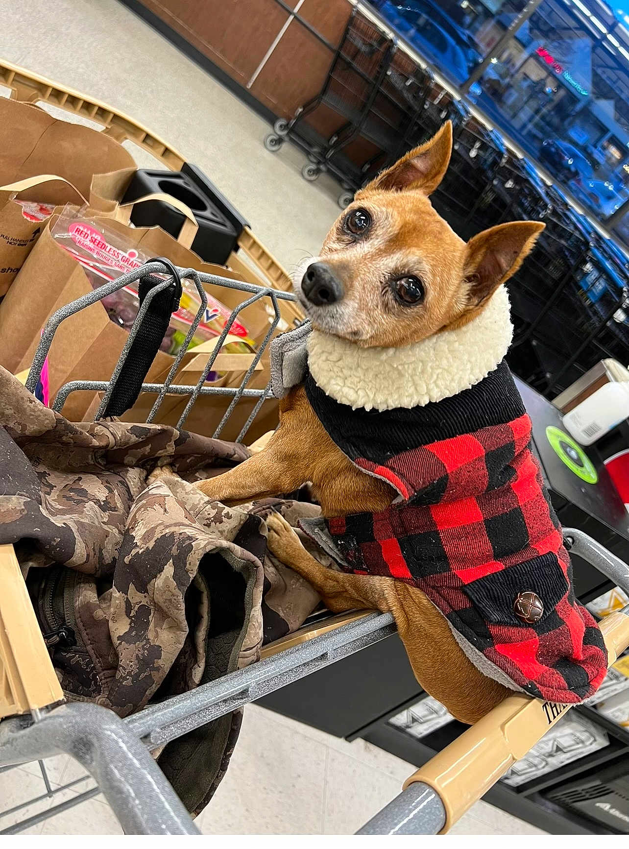 Lucy joined the competition — help win amazing prizes! dog, shopping_cart, jacket, red_and_black, checkered, camouflage, grocery_bags, store, indoor, pet, small_dog, brown_dog, fur, ears, looking_up, clothing, handle, floor, window, reflection