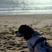 Attol participe au concours pour gagner de l'argent avec cette photo : dog, beach, sand, ocean, water, sky, cloudy, harness, tricolor, pet, animal, outdoor, nature, sitting, sunlight, shore, calm, reflection, daytime, landscape