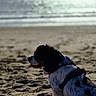 dog, beach, sand, ocean, water, sky, cloudy, harness, tricolor, pet, animal, outdoor, nature, sitting, sunlight, shore, calm, reflection, daytime, landscape