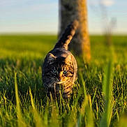 Balt a rejoint le concours — aidez-le/la à gagner de superbes lots ! cat, tabby_cat, grass, outdoor, nature, tree, sunlight, animal, mammal, field, greenery, daylight, walking, fur, whiskers, eyes, tail, focus, background_blur, sky