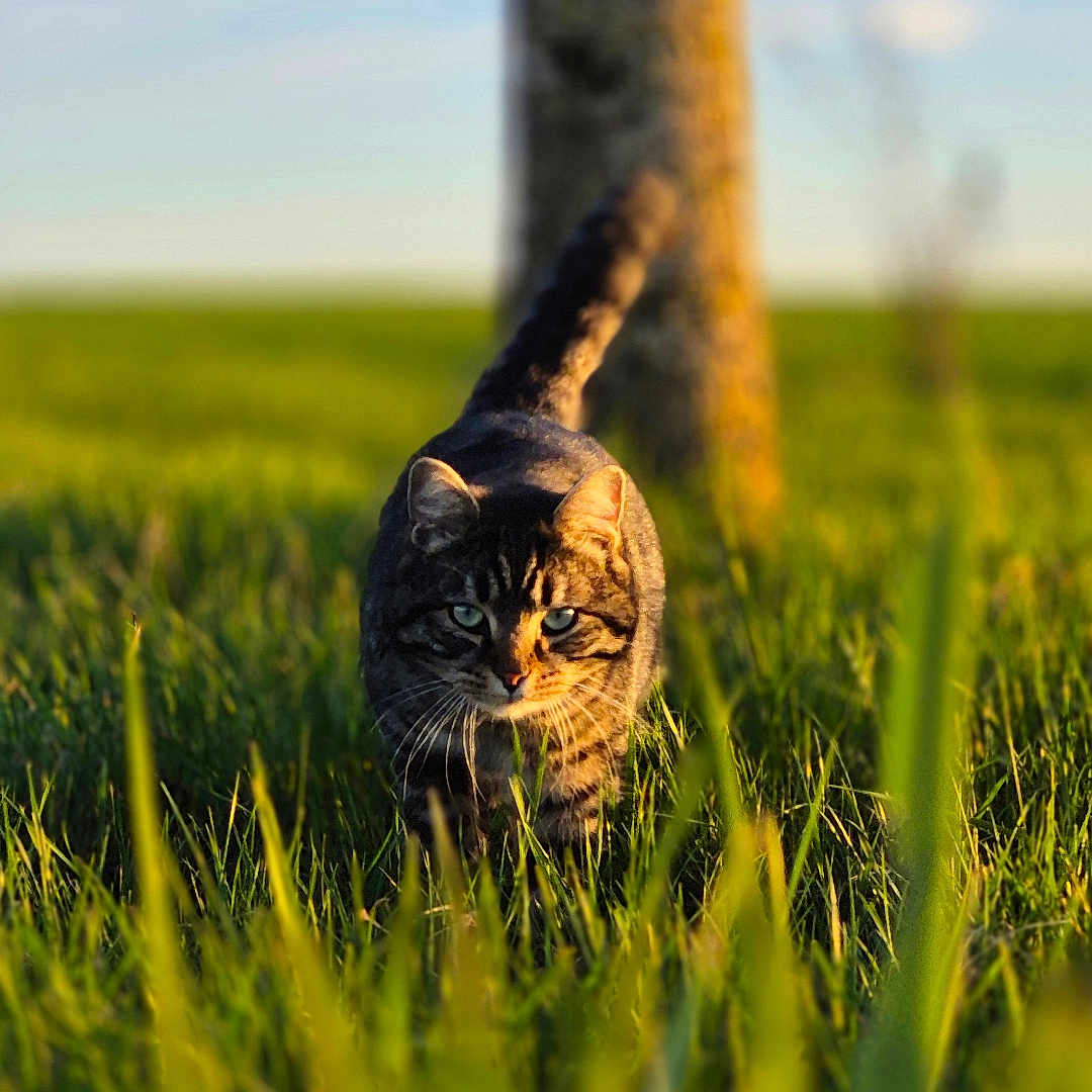 Balt a rejoint le concours — aidez-le/la à gagner de superbes lots ! cat, tabby_cat, grass, outdoor, nature, tree, sunlight, animal, mammal, field, greenery, daylight, walking, fur, whiskers, eyes, tail, focus, background_blur, sky