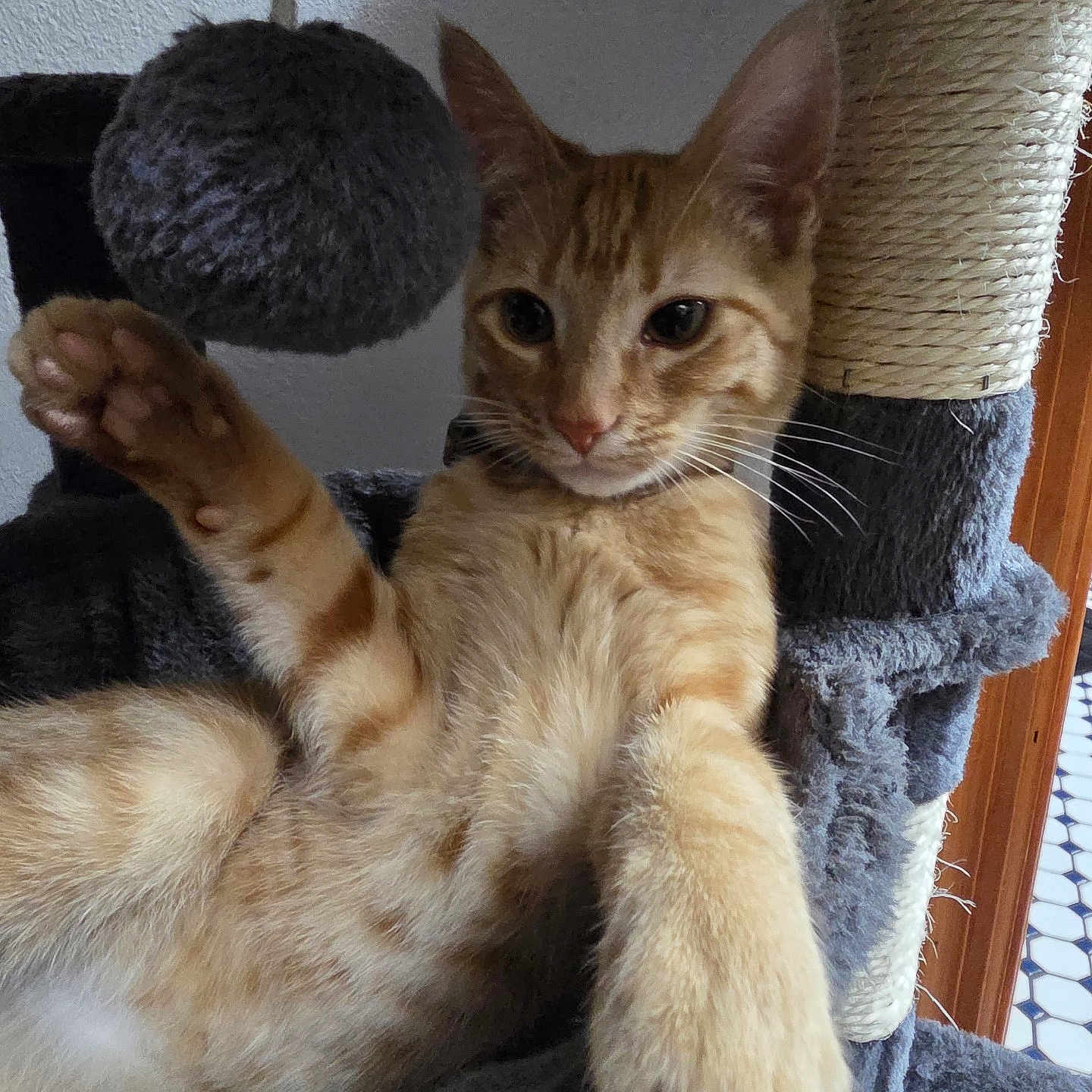 Boster joined the competition — help win amazing prizes! animal, cat, cat_tree, closeup, cute, feline, fur, ginger_cat, home, indoor, paw, pet, playful, plush, raised_paw, relaxed, resting, tabby, toy, whiskers