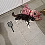 cat, black_and_white_cat, plush_toy, pink_toy, floor_tiles, litter_scoop, indoor, radiator, wall, pet, animal, curious, looking, lying_down, domestic_cat, shadow, tile_floor, toy, pet_accessory, home_interior