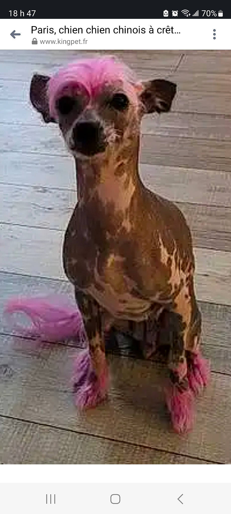 Paris participe au concours pour gagner de l'argent avec cette photo : art, canidae, carnivore, companion_dog, dog, dog_breed, dog_collar, dog_supply, fawn, liver, magenta, metal, non_sporting_group, pet_supply, snout, sporting_group, terrestrial_animal, whiskers, wood, working_animal