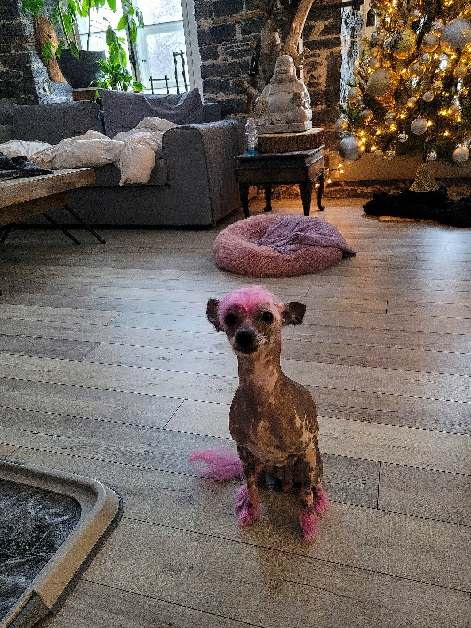 Paris participe au concours pour gagner de l'argent avec cette photo : art, carnivore, christmas_tree, companion_dog, dog, dog_breed, fawn, floor, flooring, furniture, hardwood, houseplant, liver, pet_supply, plant, purple, snout, table, wood, working_animal